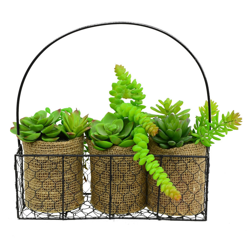 Pierre de lotus succulent dans le panier