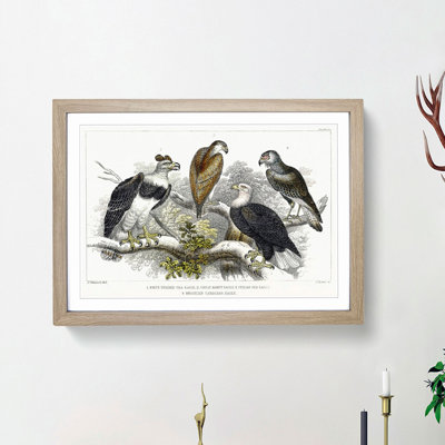 Eagle Birds by Oliver Goldsmith - Picture Frame Painting Print