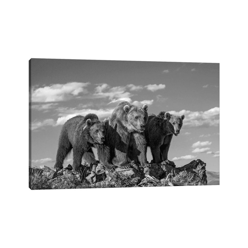 Grizzly Bear Mother With Two One Year Old Cubs, North America - Wrapped Canvas Print, 20.32 cm H x 30.48 cm W