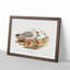 Jameson's Gull by Elizabeth Gould - Picture Frame Graphic Art Print-55610014-55610015