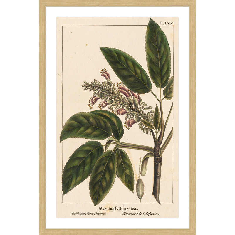 «Horse Chestnut», reproduction encadrée, H 36 po x l 24 po x P 1,5 po