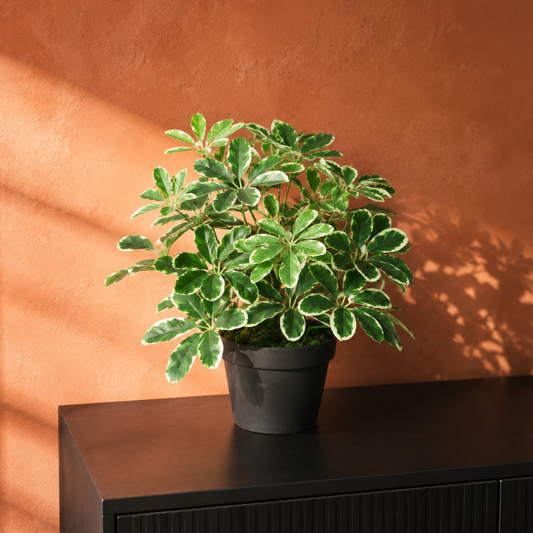 Leaf Schefflera Arboricola Artificial Plant 55cm - Image 6