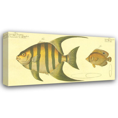 Pen Fish MCG-B843b