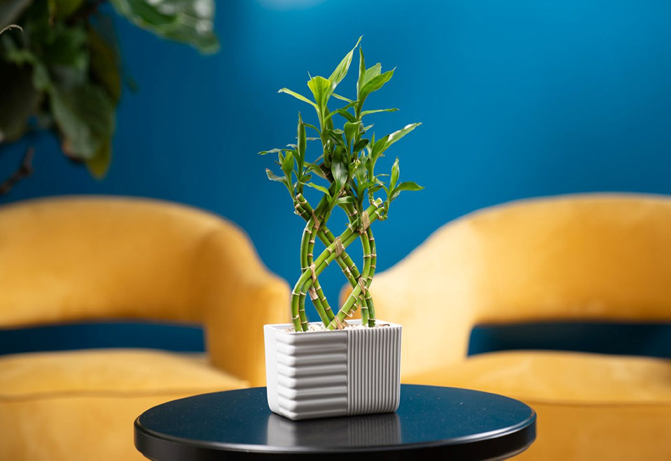 Indoor Tabletop House Plants