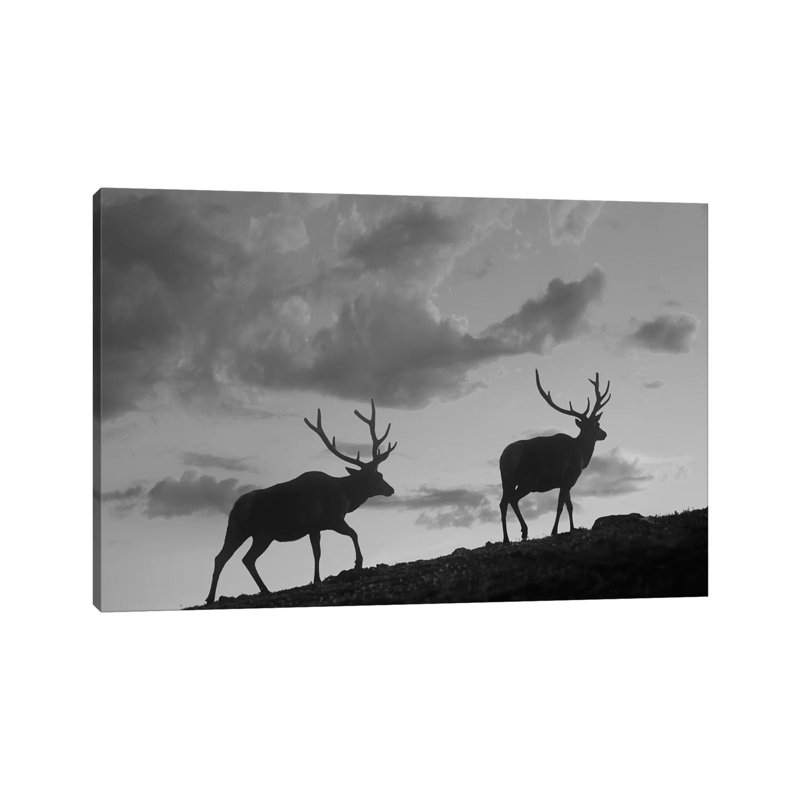 Elk Bulls, Rocky Mountain National Park, Colorado - Wrapped Canvas Print, 20.32 cm H x 30.48 cm W