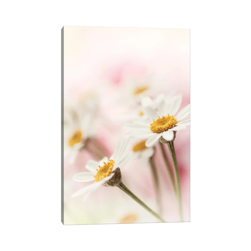 Flowers Aglow III by Judy Stalus - Gallery-Wrapped Canvas Giclée on Canvas, Canvas, 30.48 cm H x 45.72 cm W