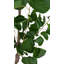 TREE EUCALPTUS POT 4FT