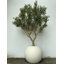 98" Artificial Olive Tree in Pot