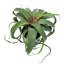 Plante grasse artificielle en pot 9 po Tillandsia