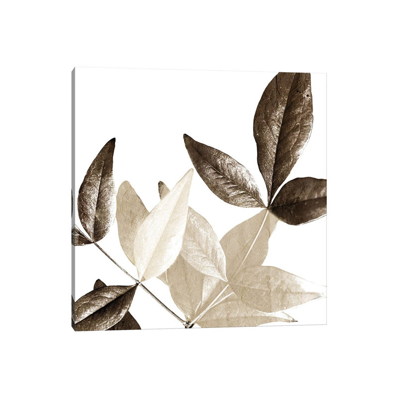 Chocolate Leaves II by Kimberly Allen - Wrapped Canvas Print, 45.72 cm H x 45.72 cm W