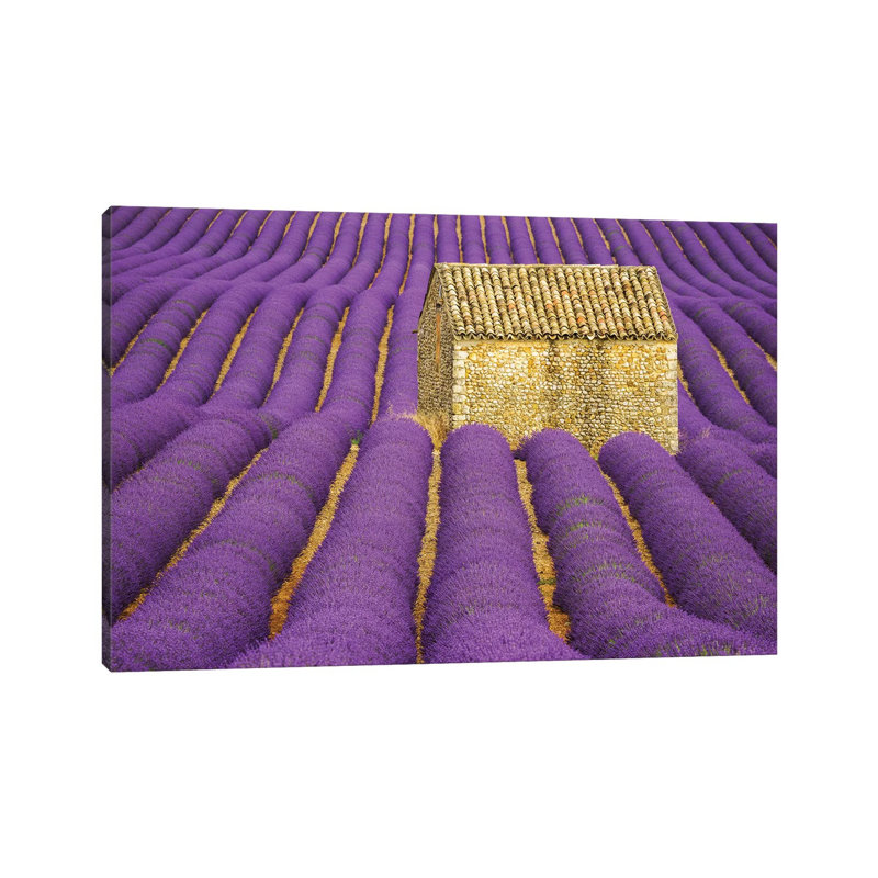 France, Provence, Valensole Plateau. Lavender Crop Surrounds Stone Hut. by Jaynes Gallery - Wrapped Canvas Print