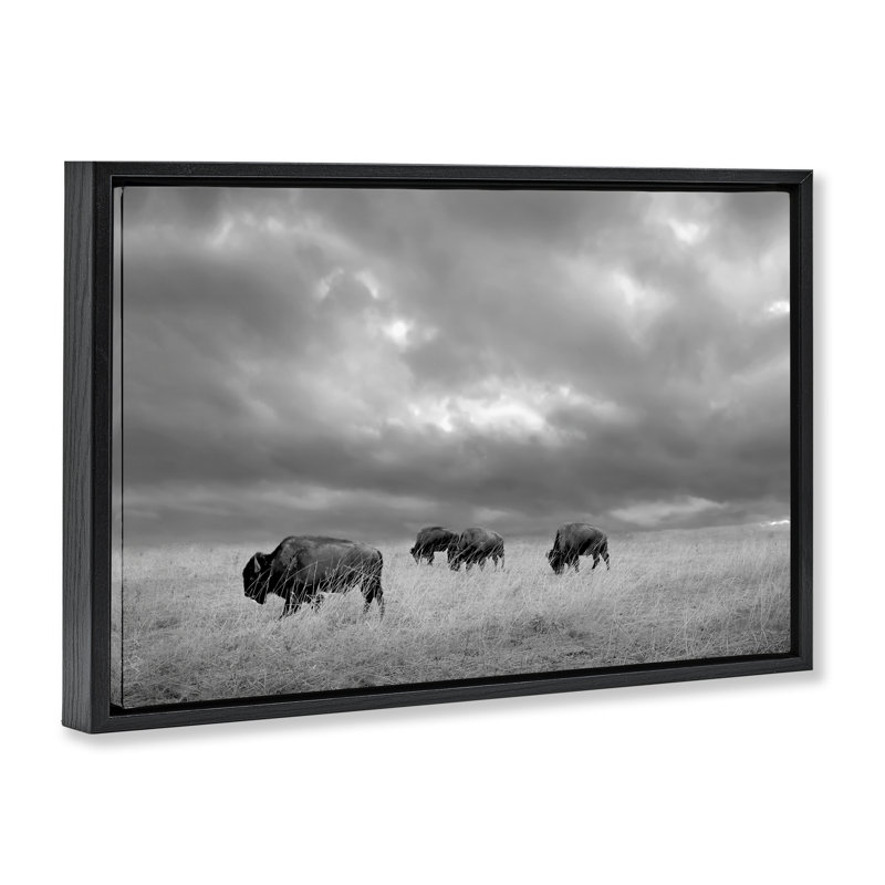 Cadre flottant Bisons sous un ciel d'automne, design par Steve Toole, Cadre flottant noir de jais, H 21 po x l 31 po