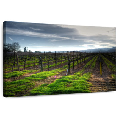 Alvord Napa Vineyard In January