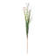 Herbe, poinsettia floral