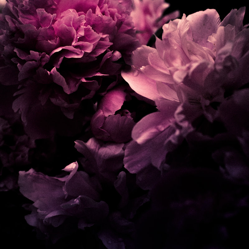 Pink Peony - Wrapped Canvas Print, 122cm H x 122cm W x 3.8cm D