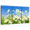 Alvord Daisies On A Sunny Day