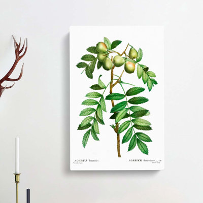 Sorb Apple Tree by Pierre-Joseph Redoute - Wrapped Canvas Painting