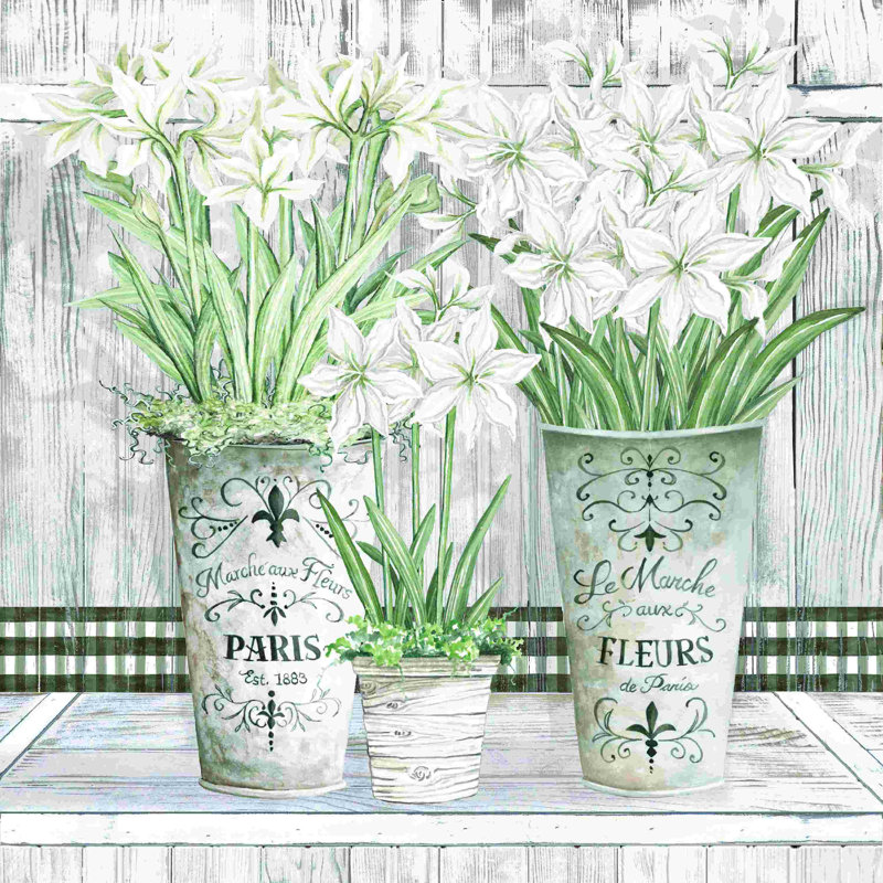 2882649_Pots multiples Amaryllis, H 12 po x l 12 po