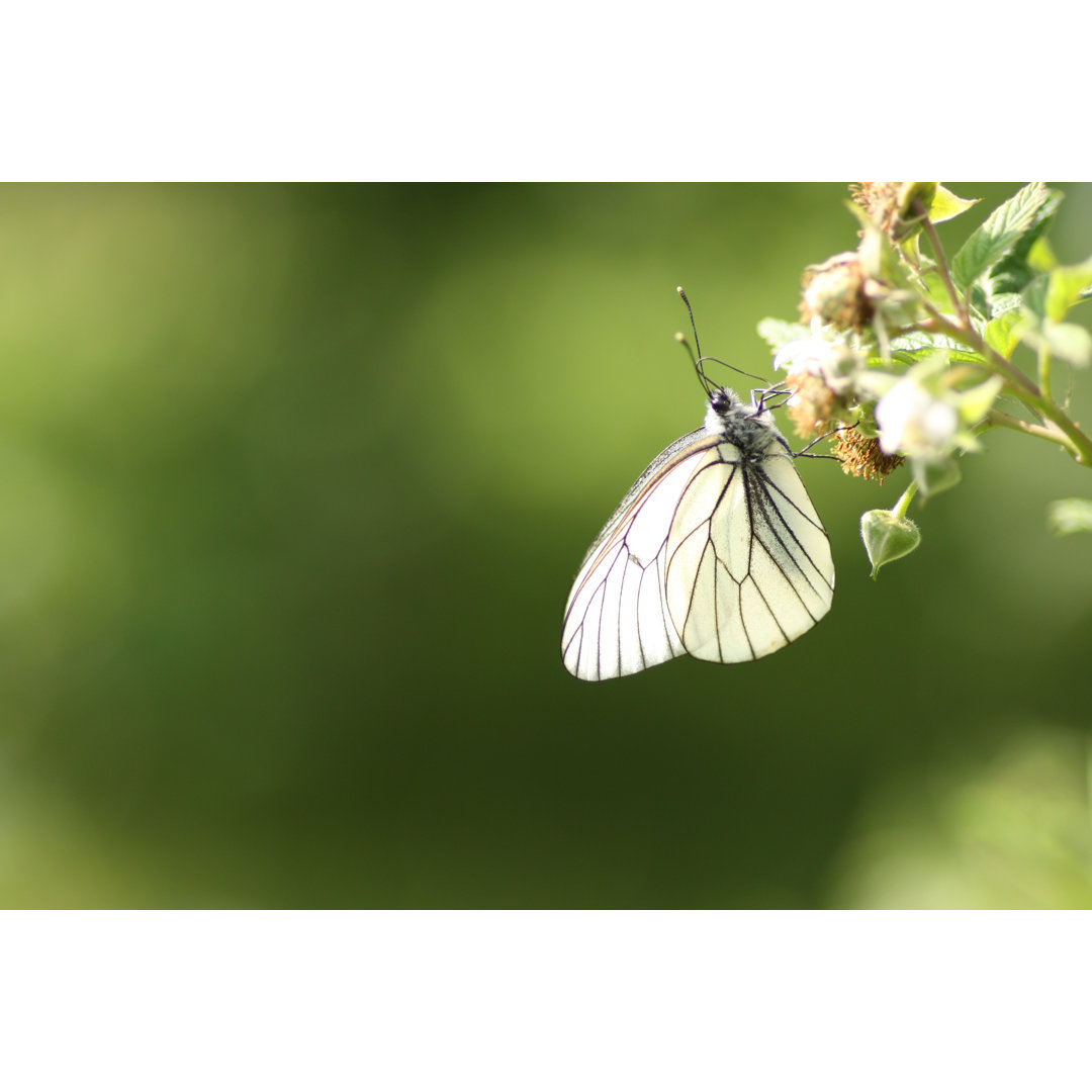 Leinwandbild Aporia Crataegi auf Raspberry