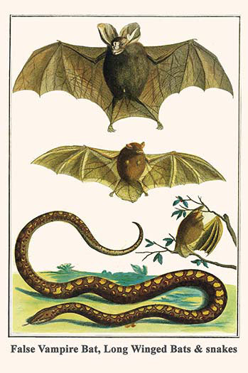 Fausse chauve-souris chauve-souris et serpents d’albertus seba-impression d’art graphique, H 42 po x l 28 po x P 1,5 po