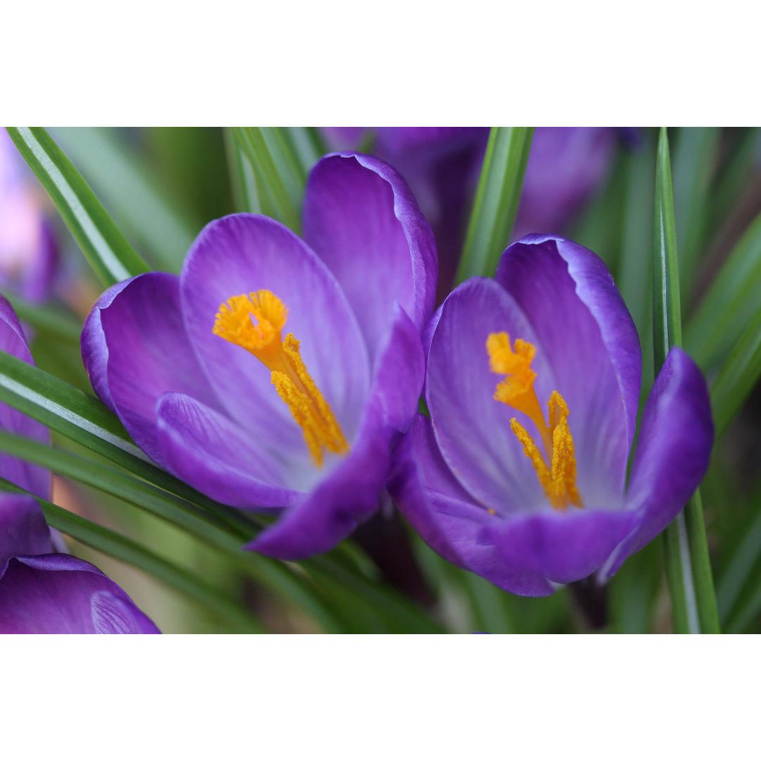 Crocus Pair von TheDman - Druck auf Leinwand ohne Rahmen