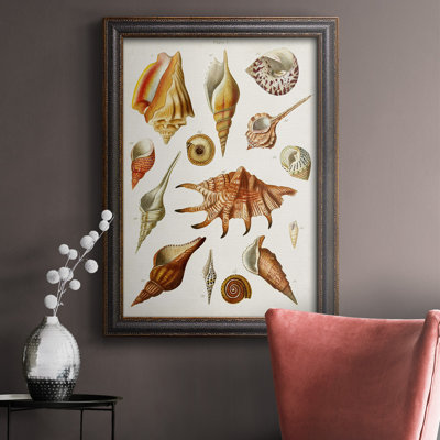 Toile encadrée de qualité supérieure Antique Shell Collection II - prête à être accrochée