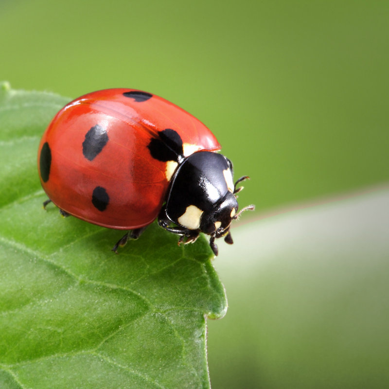 Coccinelle - Photographie sur toile tendue, L 12 po x H 12 po