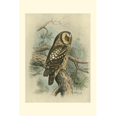 Tengmalms Owl