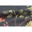 Hand-Knotted High-Quality Black Area Rug