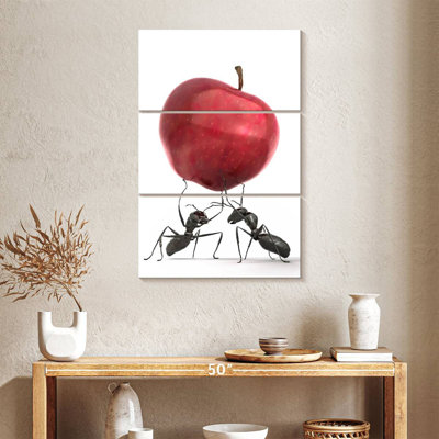 Fourmis noires Brampt avec pomme