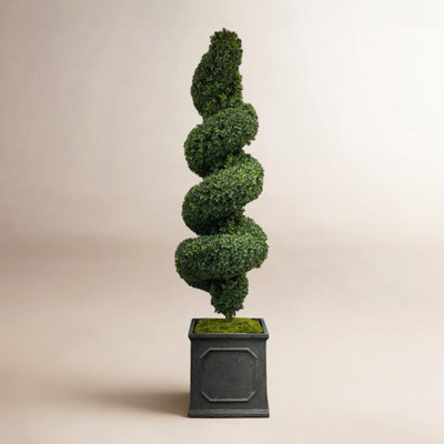 78" Boxwood Topiary in Planter