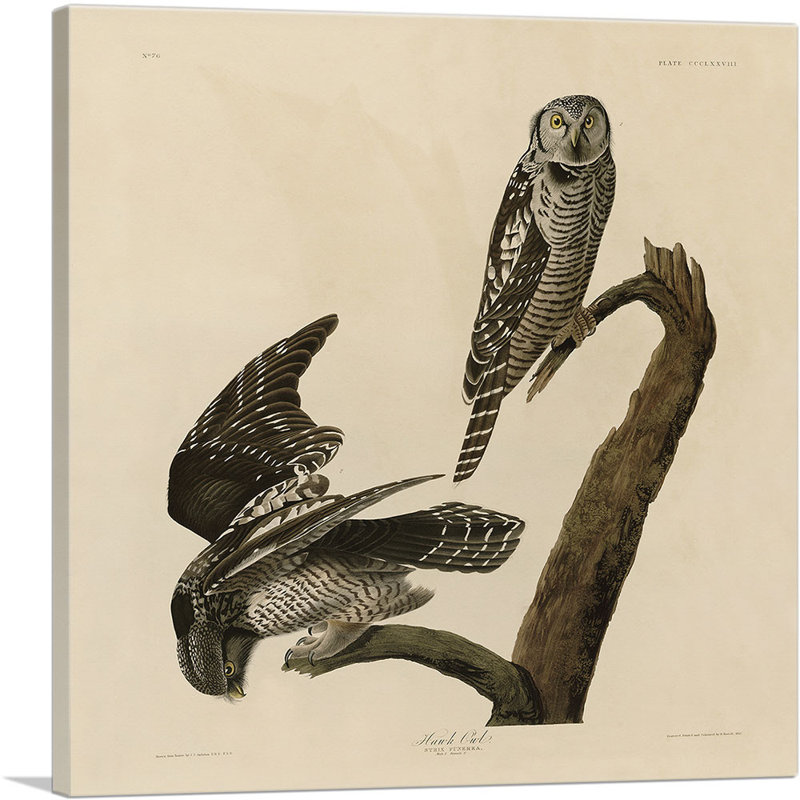 Hawk Owl par James Audubon - reproduction d'art sur toile tendue, H 12 po x l 12 po x P 1,5 po