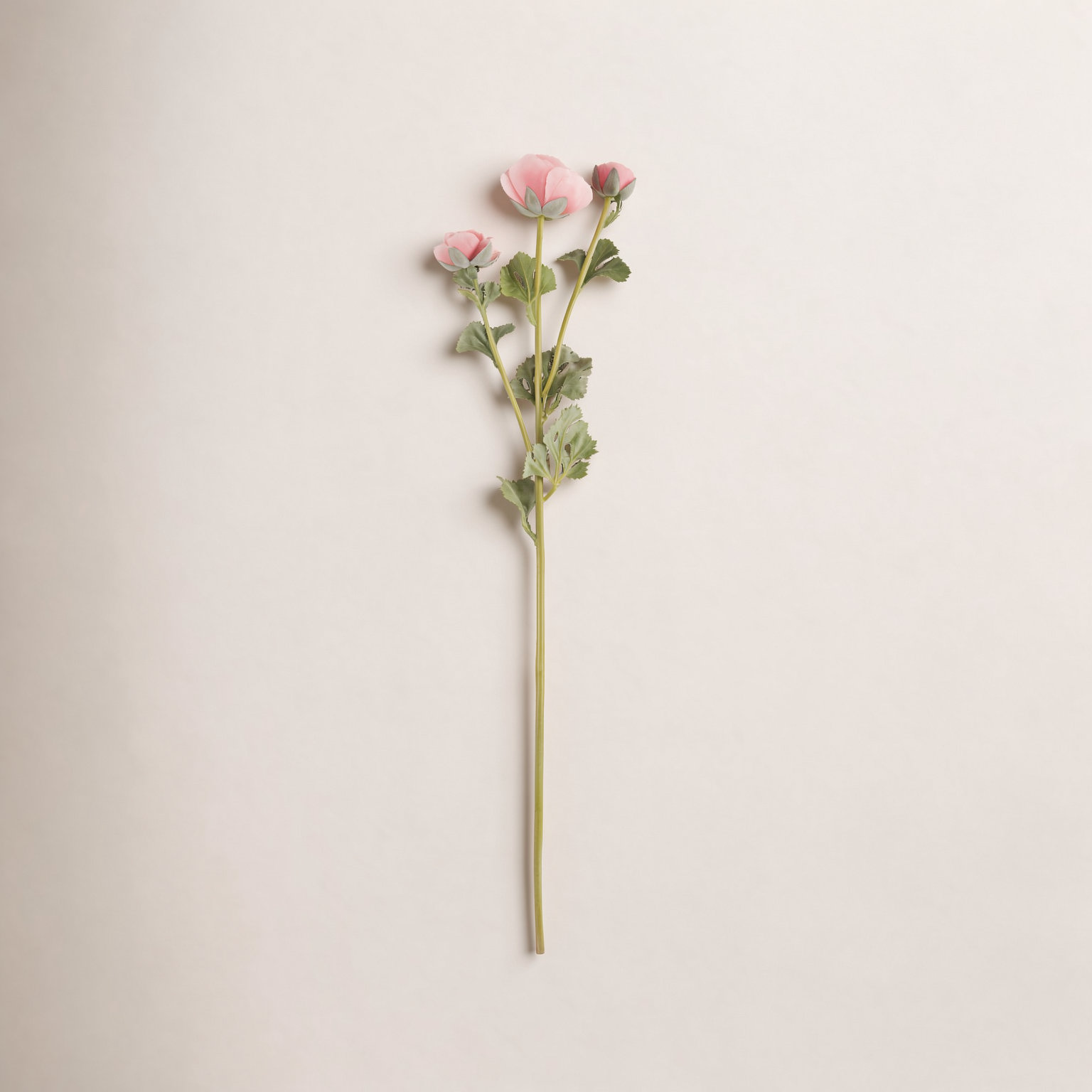 Rimma Ranunculus Stems, Pink