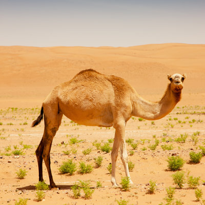 Camel In The Desert - Wrapped Canvas Print