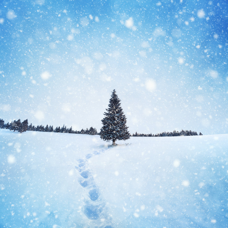Winter tree, 91cm H x 91cm W x 3.8cm D