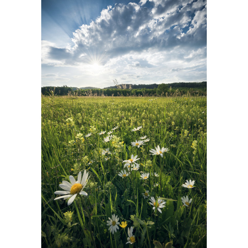 Wrapped Canvas Print, 76.2 cm H x 50.8 cm W