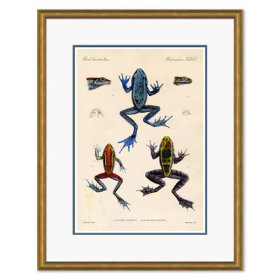 Frogs Giclee Print by Soicher Marin Archives