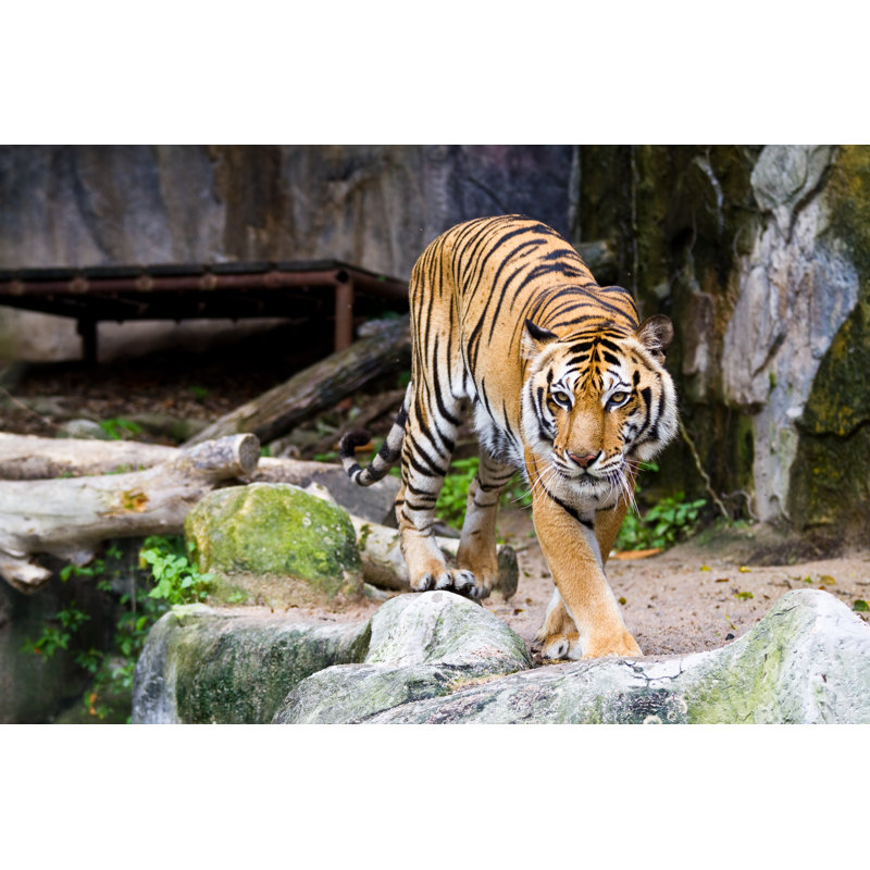 Tiger - Wrapped Canvas Print, 30cm H x 46cm W