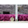 Esterly Solid Colour Shag Area Rug