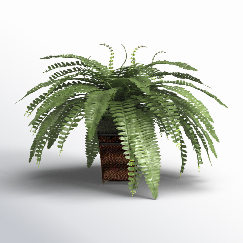 23'' Faux Fern Plant in Wicker/Rattan Pot