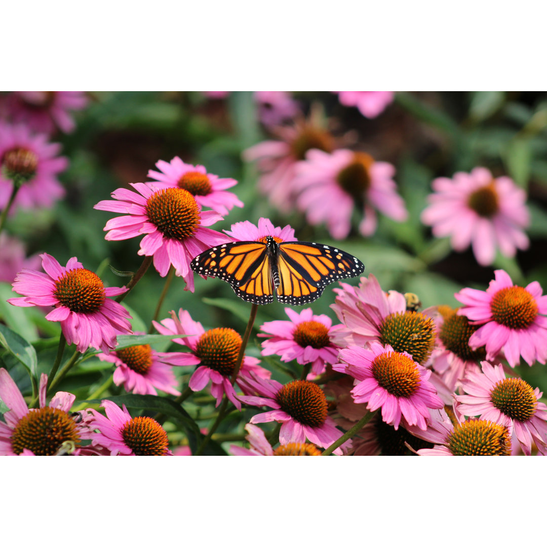 Leinwandbild Monarchfalter Danaus Plexippus Purpurroter Sonnenhut (Echinacea purpurea)