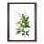 Walnut Framed selected