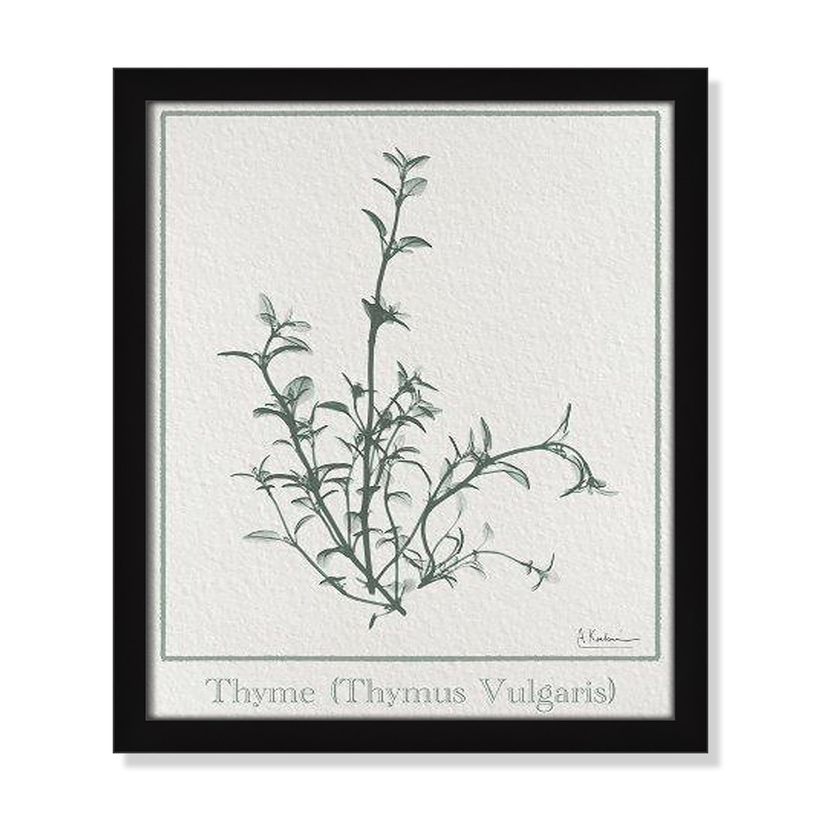 Jeanette "Thymus Vulgaris" Print, 15" H x 13" W x 1.25" D, Black Framed Paper