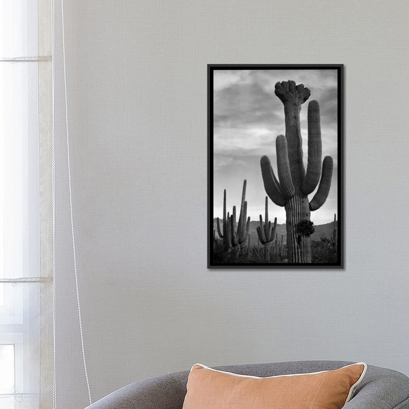 Saguaros, Saguaro National Monument par - impression, Toile avec cadre noir, Pas de tapis, H 26 po x l 18 po x P 1,5 po