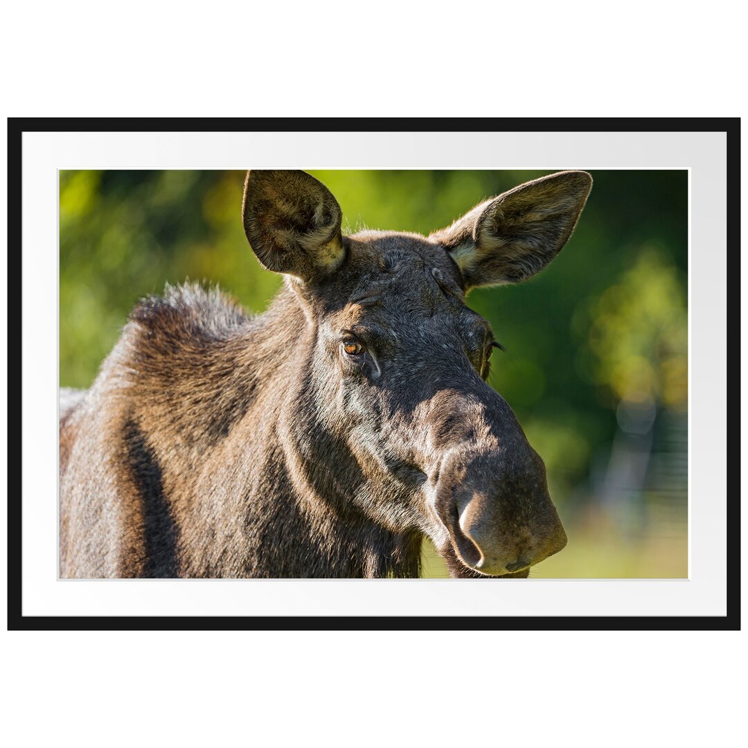 Gerahmtes Poster Hübsche Elchkuh auf Wiese