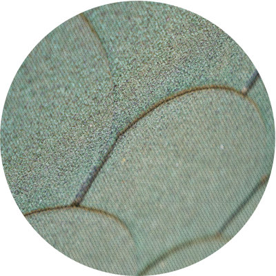 Indoor Rug