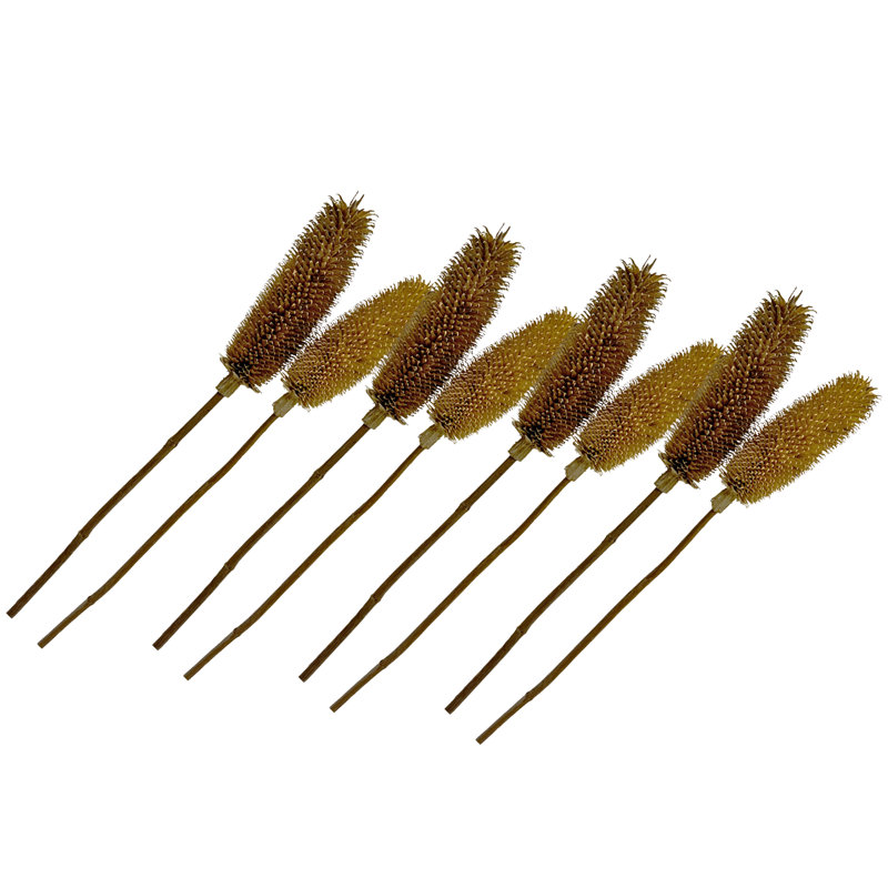 Dried Dipsacus Sativus, Teasel, Natural