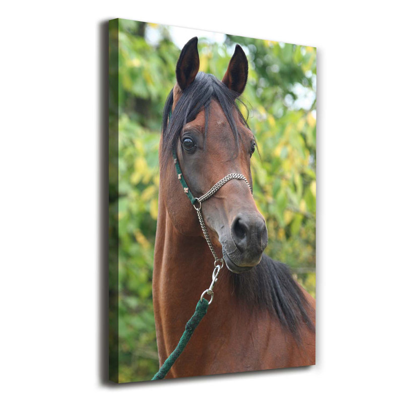 Portrait Of A Horse - Wrapped Canvas Print
