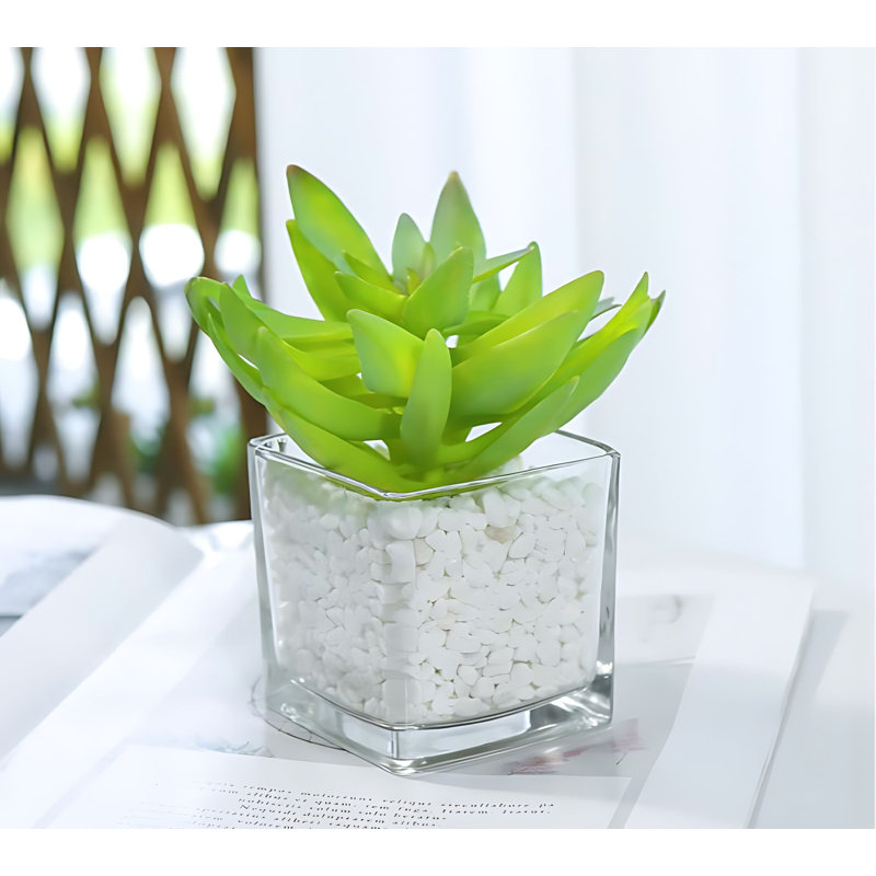Plante 5,51 po