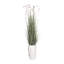 74 po plante